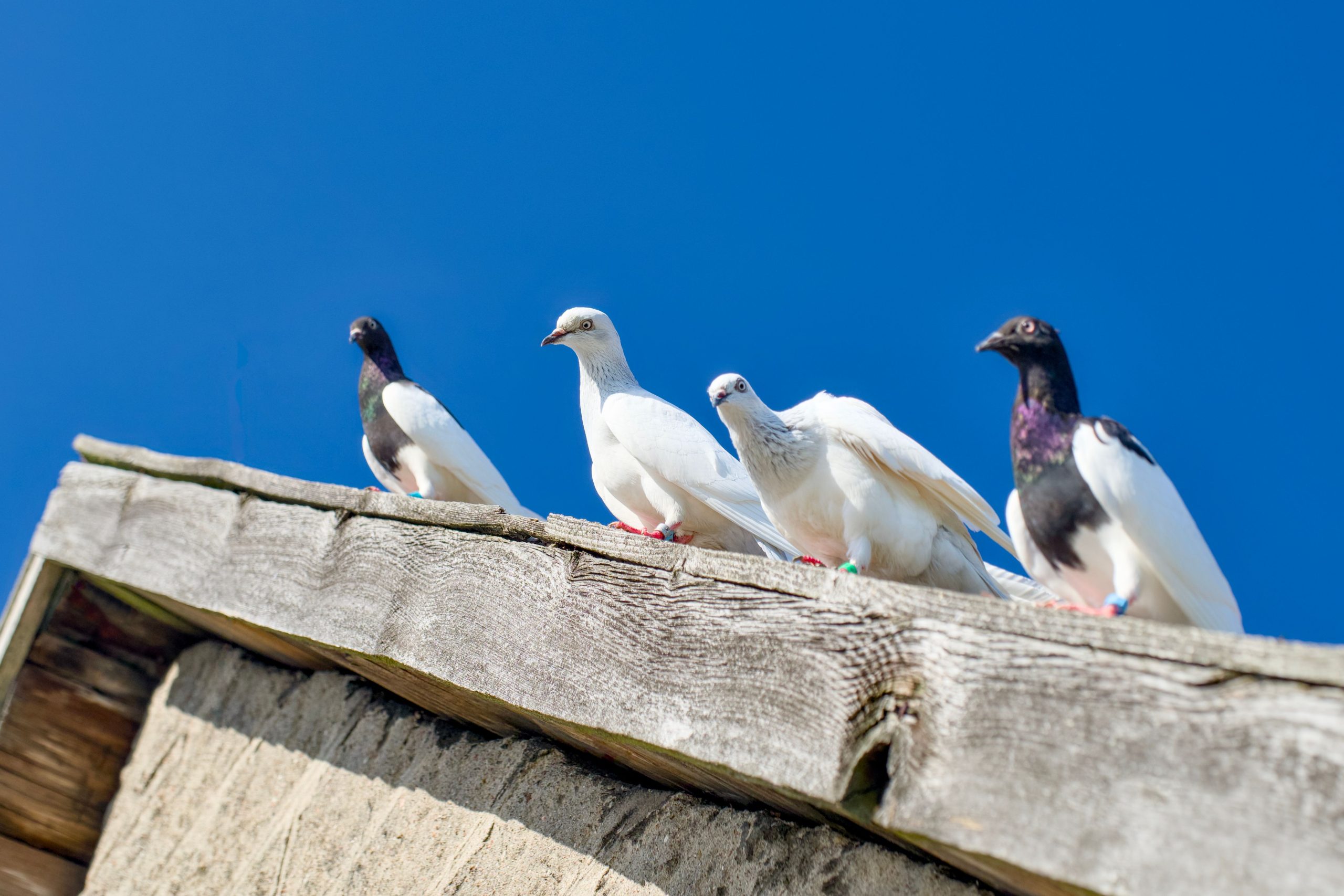 Quatre pigeons posés sur une toiture rustique