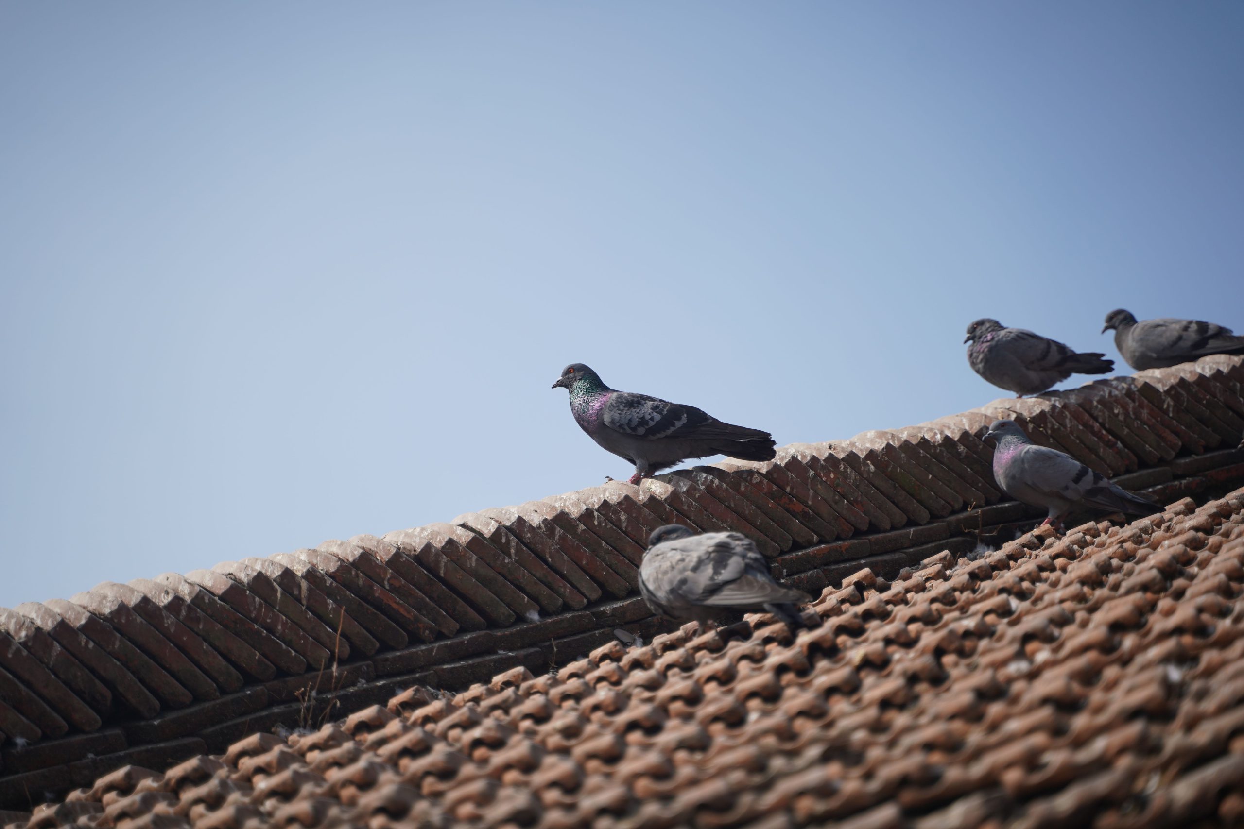 Pigeons installés sur un toit traditionnel